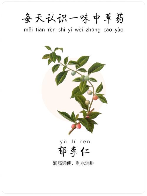 每天认识一味中草药